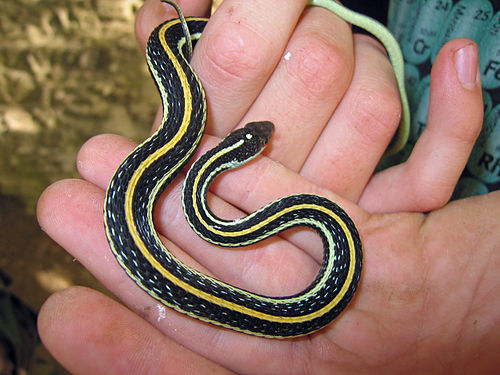 western ribbon snake